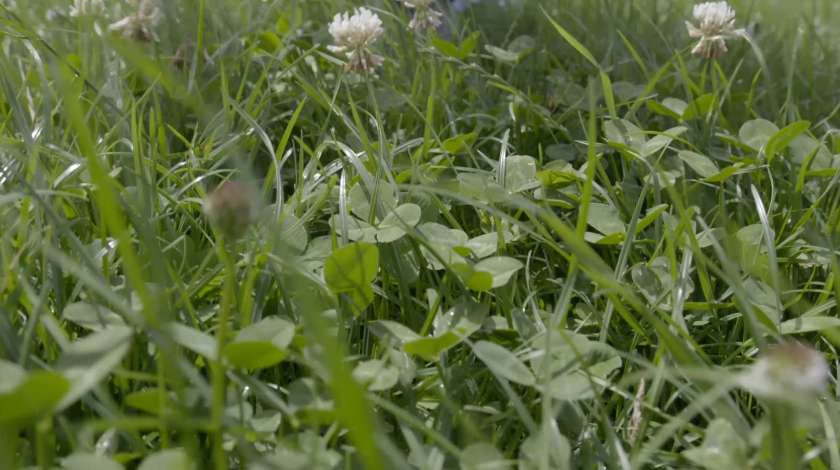 Kruidenrijk landschap_CONO02914